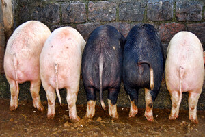 Rein pflanzliche Schweinefutter