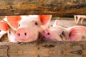 Rein pflanzliche Schweinefutter