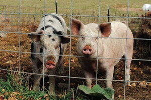 Rein pflanzliche Schweinefutter