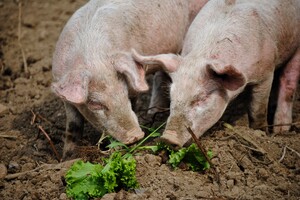 Rein pflanzliche Schweinefutter