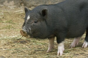 Rein pflanzliche Schweinefutter