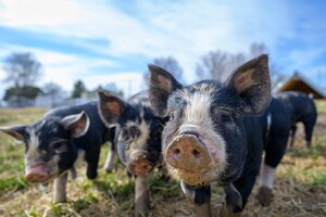 Rein pflanzliche Schweinefutter